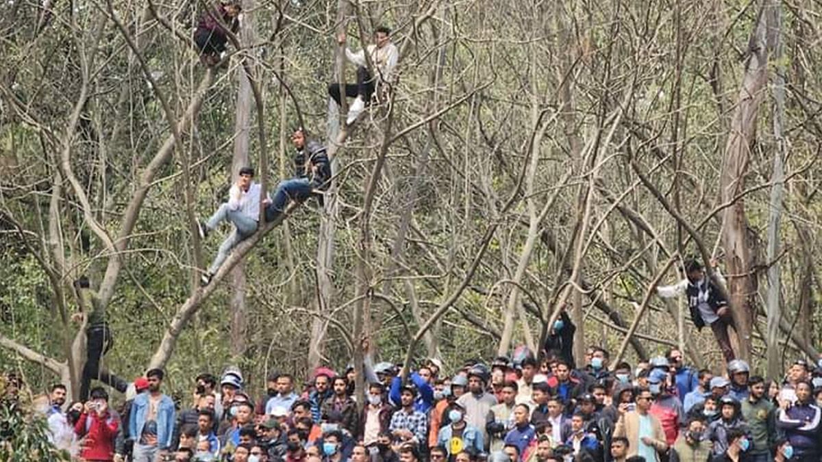 नेपाल के फैंस ने पेड़ पर चढ़कर मैच का लुत्फ़ लिया